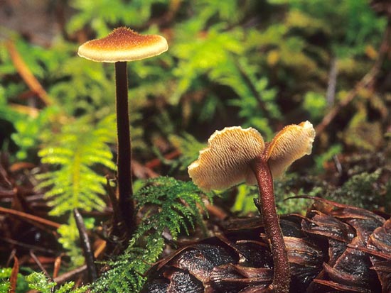 Auriscalpium vulgare - Fungi species | sokos jishebi | სოკოს ჯიშები